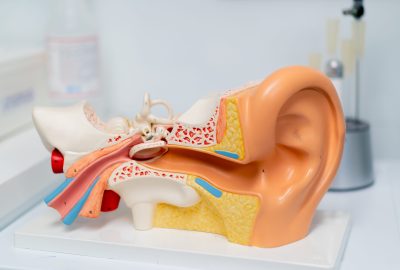 close-up model of the structure of the nasal passages and ear canals of a person in a hospital an example patient consultation